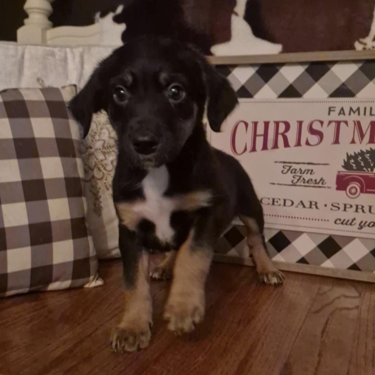 Angel, Adoptable, Puppy Female Dachshund & Collie.