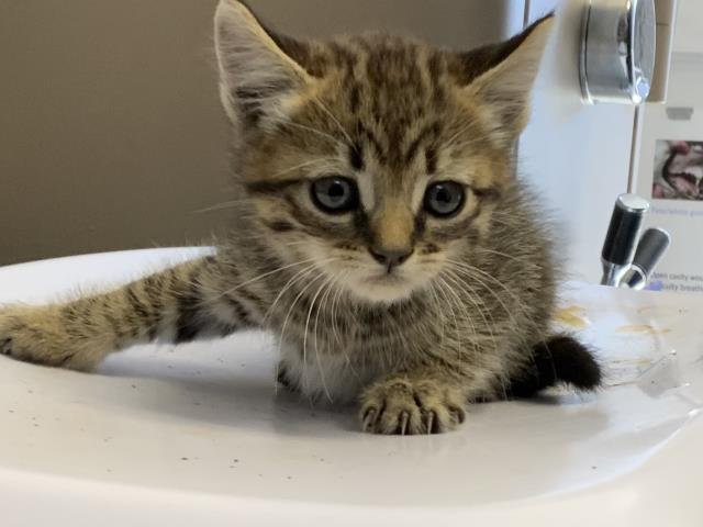 A253143, Adoptable, Kitten Female Domestic Short Hair & Domestic Short Hair.