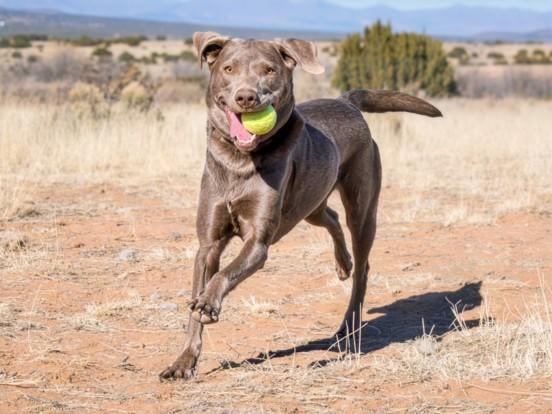 Enlarge OONA, a Adoptable Mixed Breed in Santa Fe, NM image 1/1