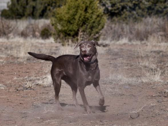 Enlarge OONA, a Adoptable Mixed Breed in Santa Fe, NM image 1/1