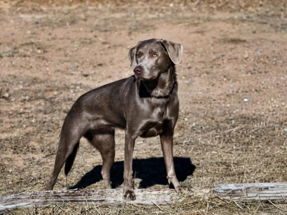 OONA, Adoptable, Adult Female Mixed Breed.