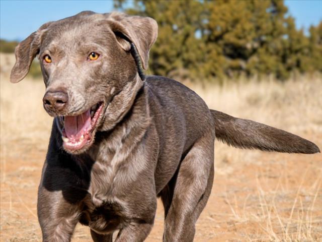 Enlarge OONA, a Adoptable Mixed Breed in Santa Fe, NM image 1/1