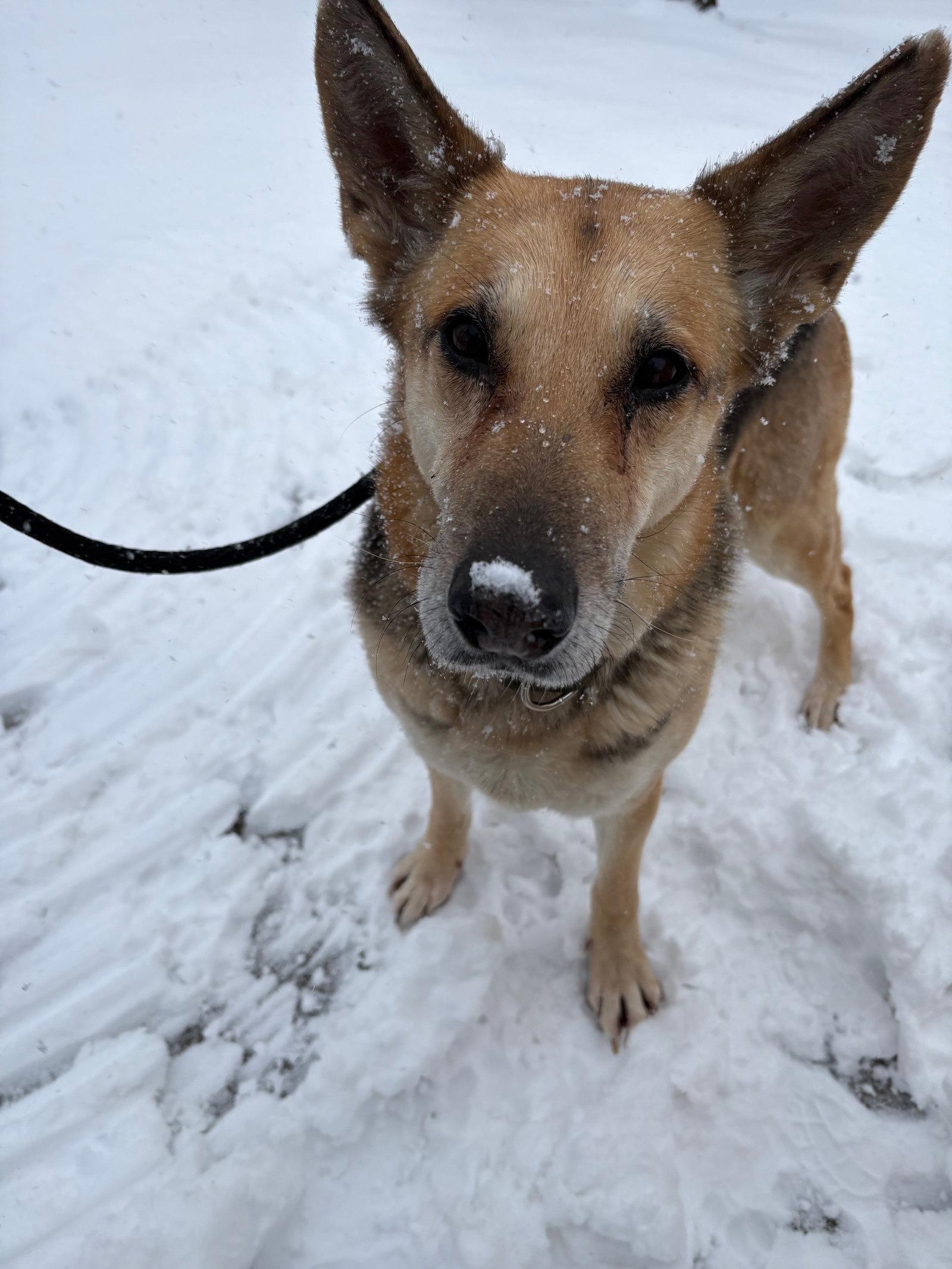 Patty, Adoptable, Senior Female Shepherd.