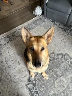 Patty, a Adoptable Shepherd in Etobicoke, ON image 2/3