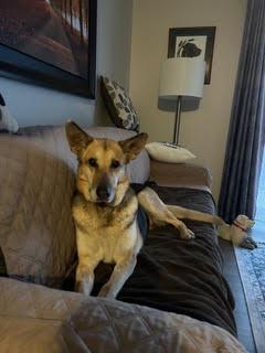 Patty, a Adoptable Shepherd in Etobicoke, ON image 3/3