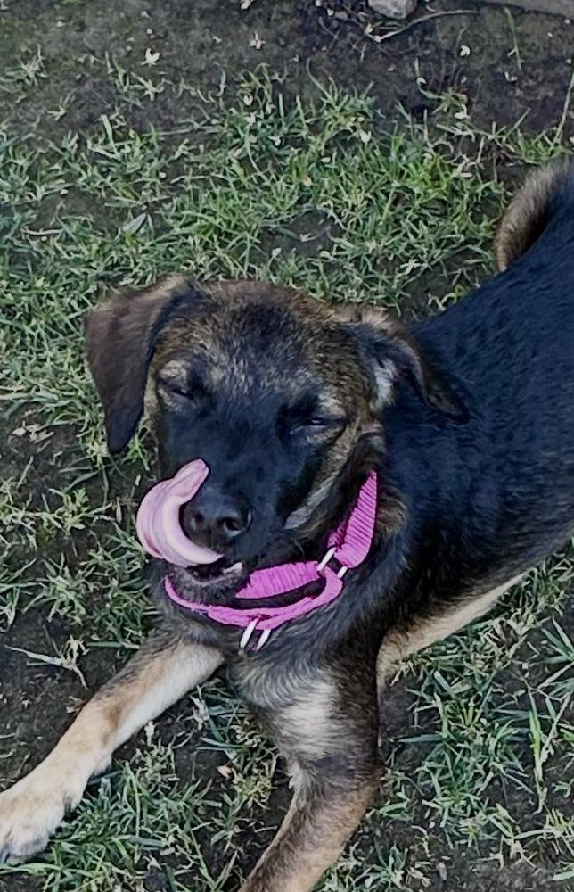 Enlarge Nancy, a Adoptable mixed breed in Escondido, CA image 1/4