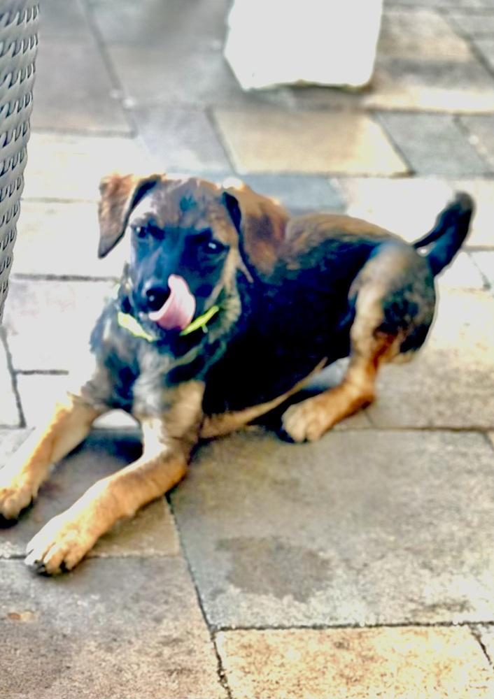 Nancy, Adoptable, Puppy Female Terrier & Shepherd.