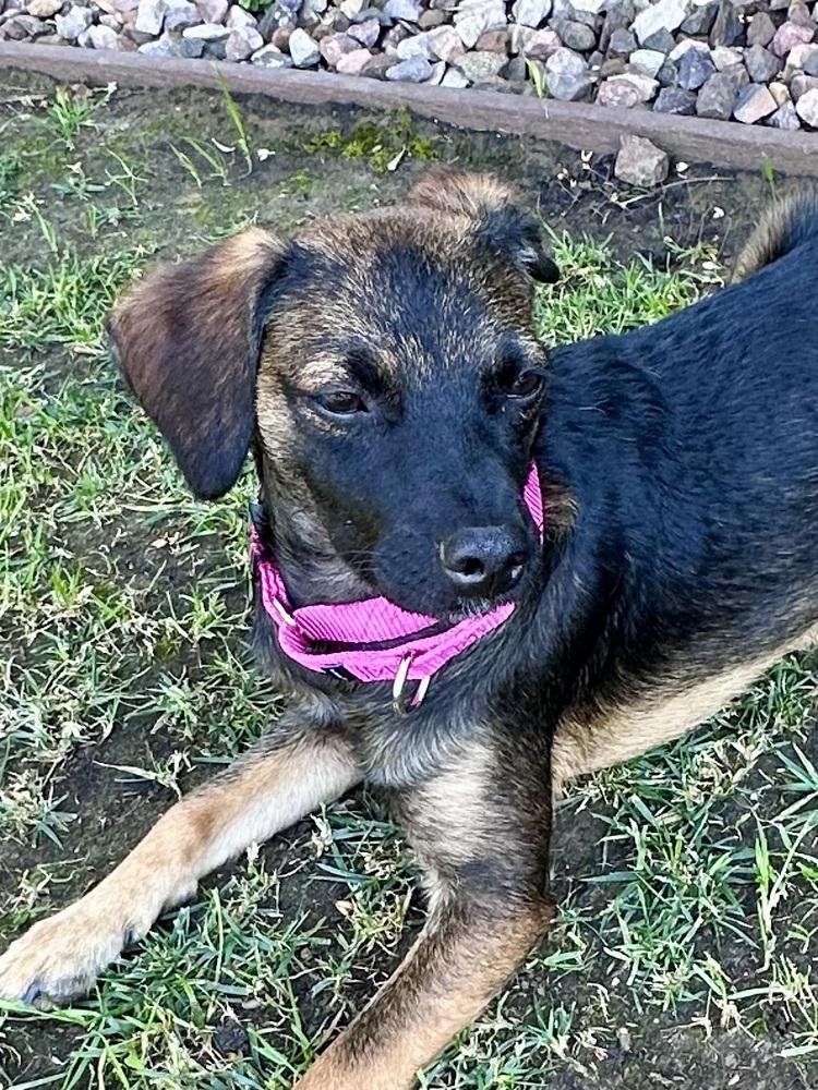 Enlarge Nancy, a Adoptable mixed breed in Escondido, CA image 3/4