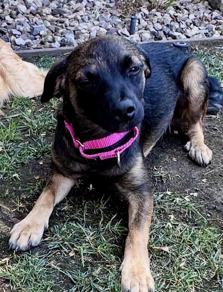 Enlarge Nancy, a Adoptable mixed breed in Escondido, CA image 4/4