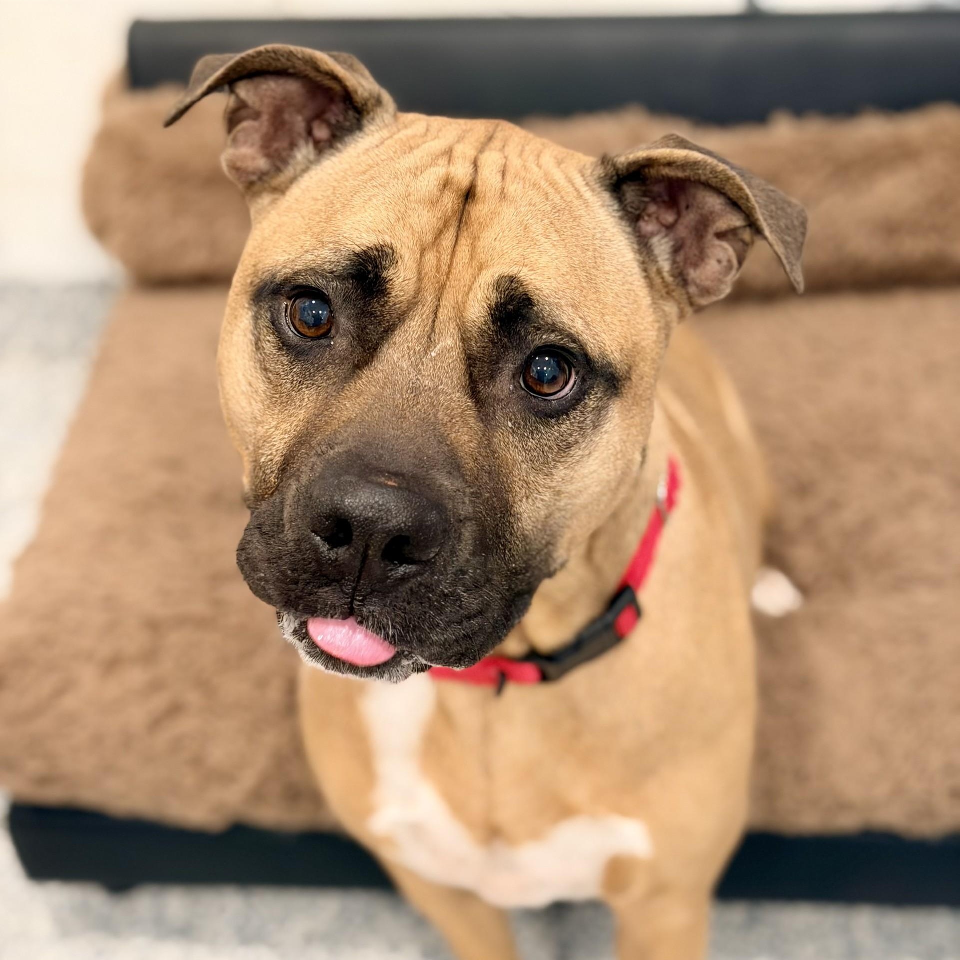 Scrappy, ADOPTABLE, Adult Male Pit Bull Terrier.
