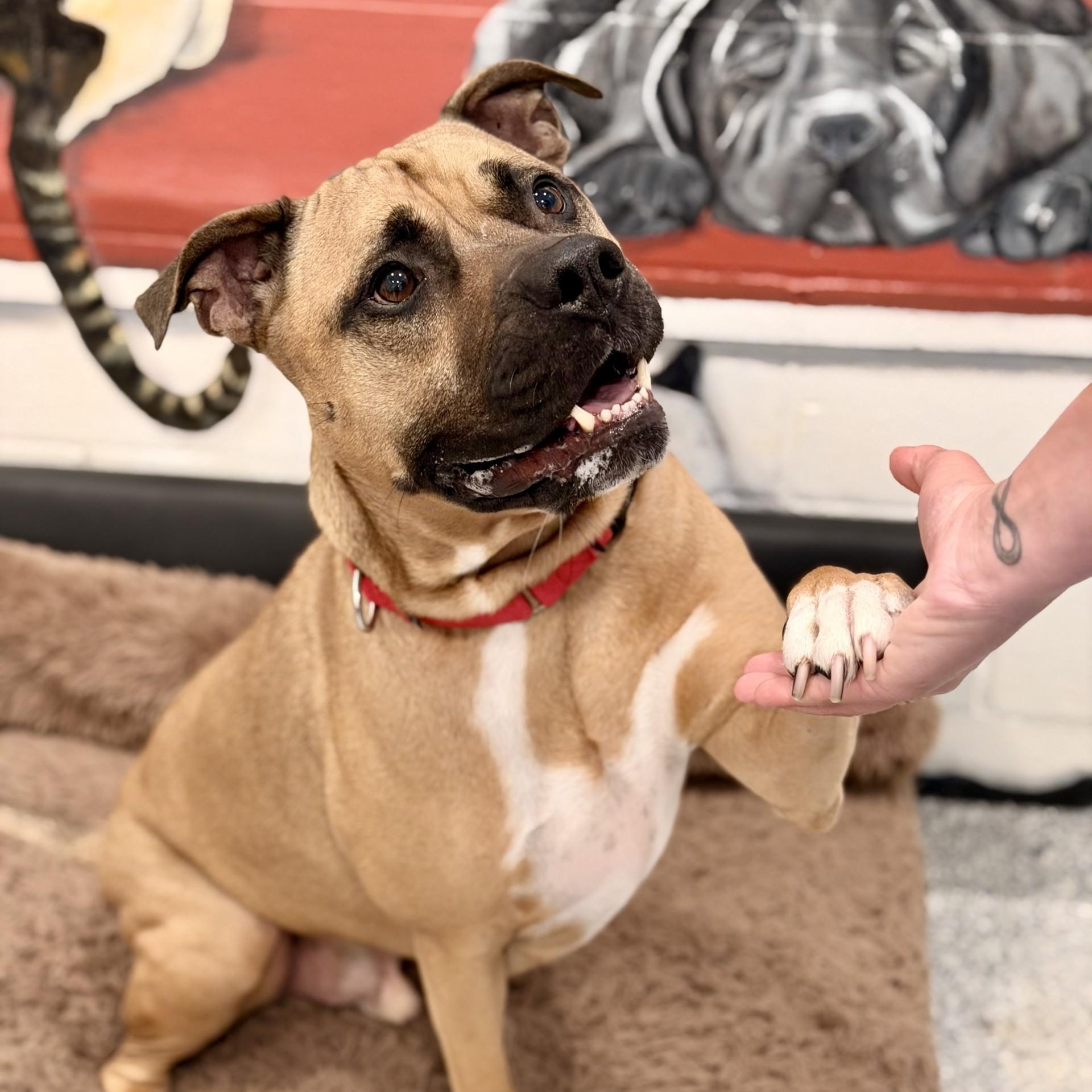 Enlarge Scrappy, a ADOPTABLE Pit Bull Terrier in Manahawkin, NJ image 4/4