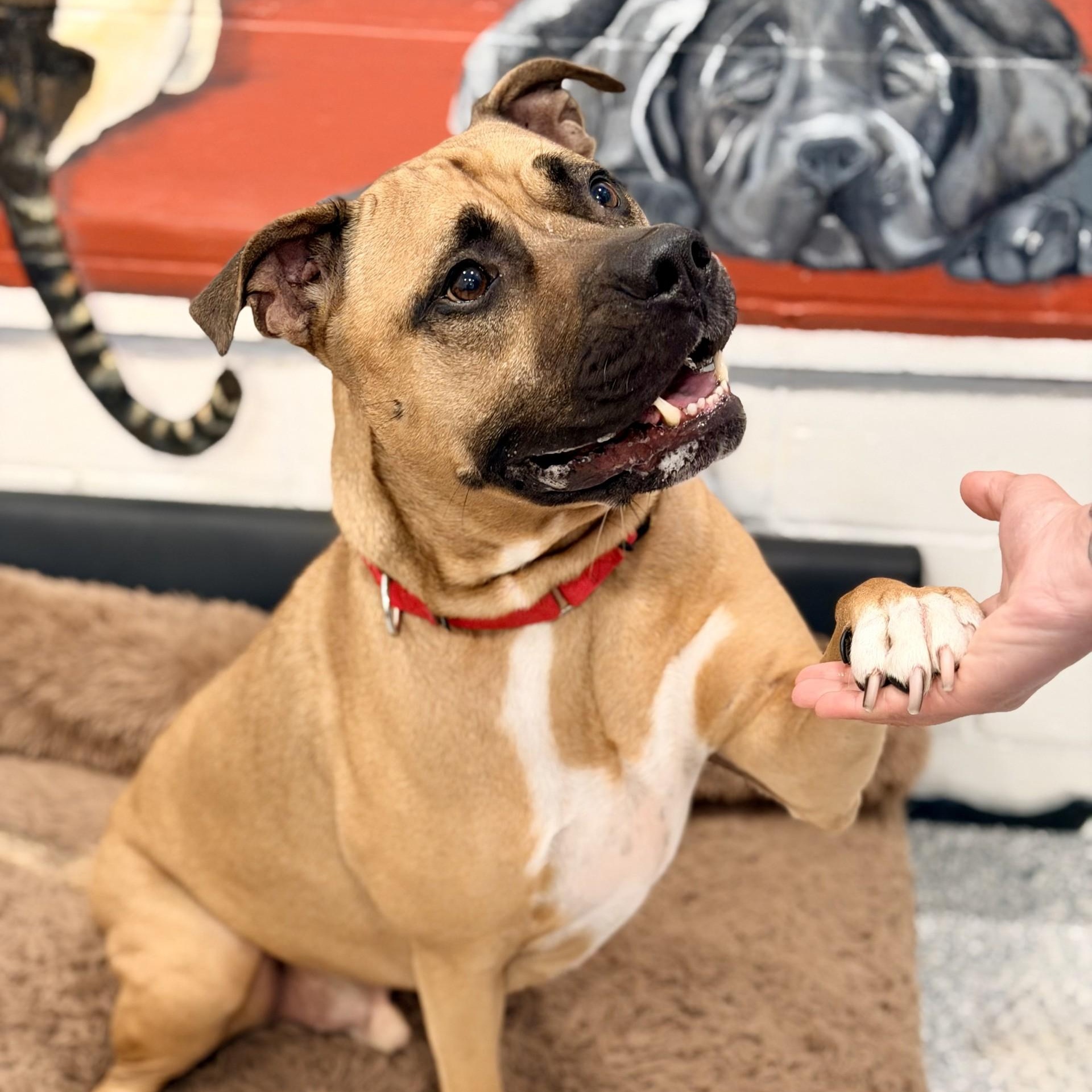 Enlarge Scrappy, a ADOPTABLE Pit Bull Terrier in Manahawkin, NJ image 3/4