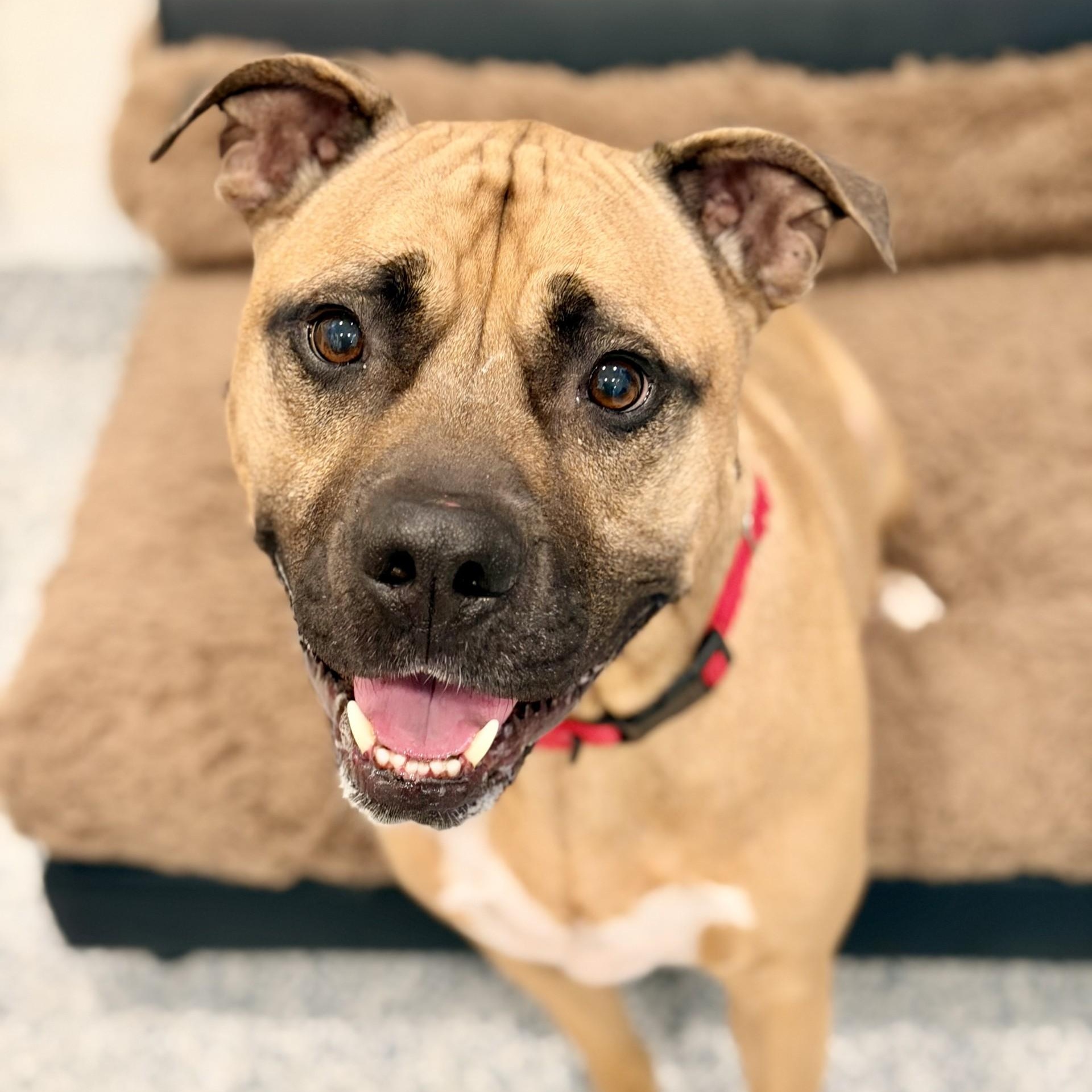 Enlarge Scrappy, a ADOPTABLE Pit Bull Terrier in Manahawkin, NJ image 2/4