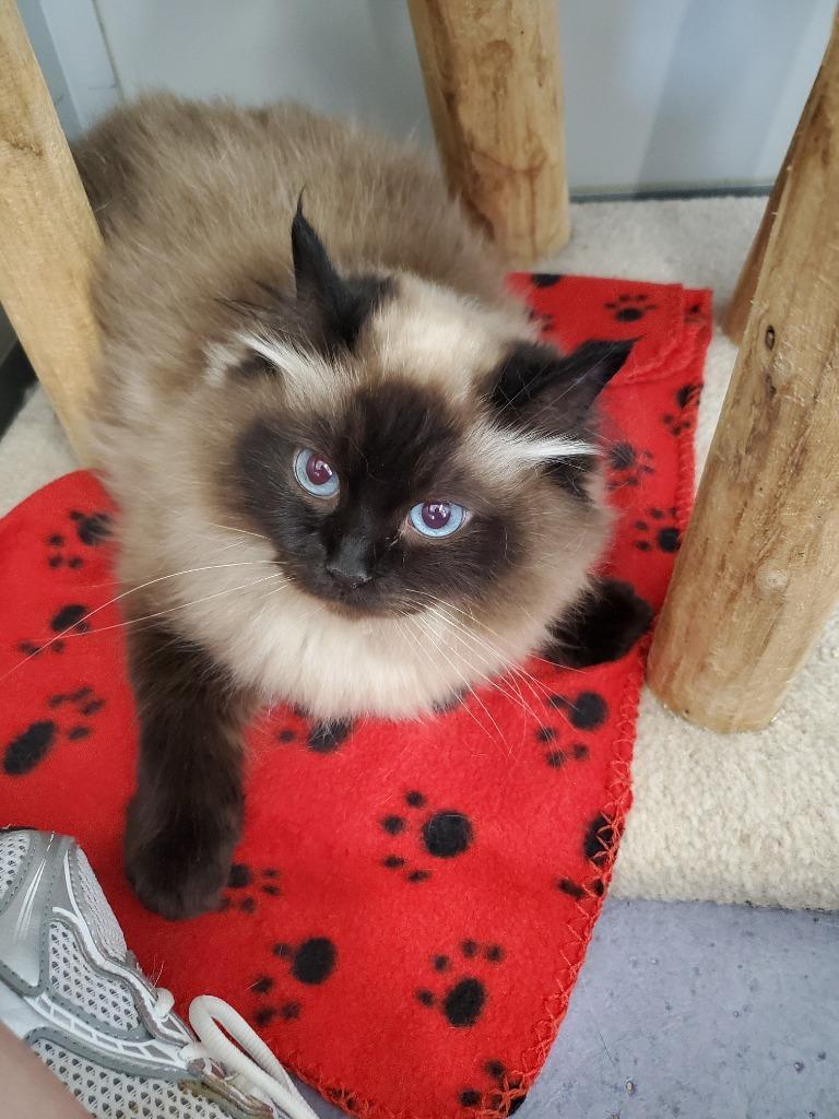 Lilly (available in foster home), Adopted, Adult Female Ragdoll.