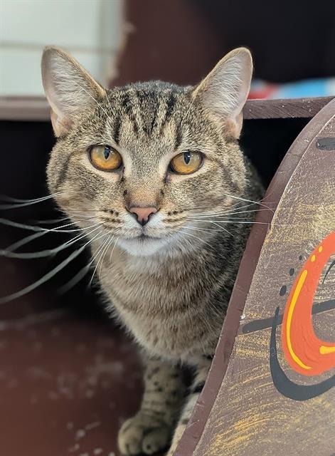 BUDDY, Adoptable, Young Male Domestic Short Hair.