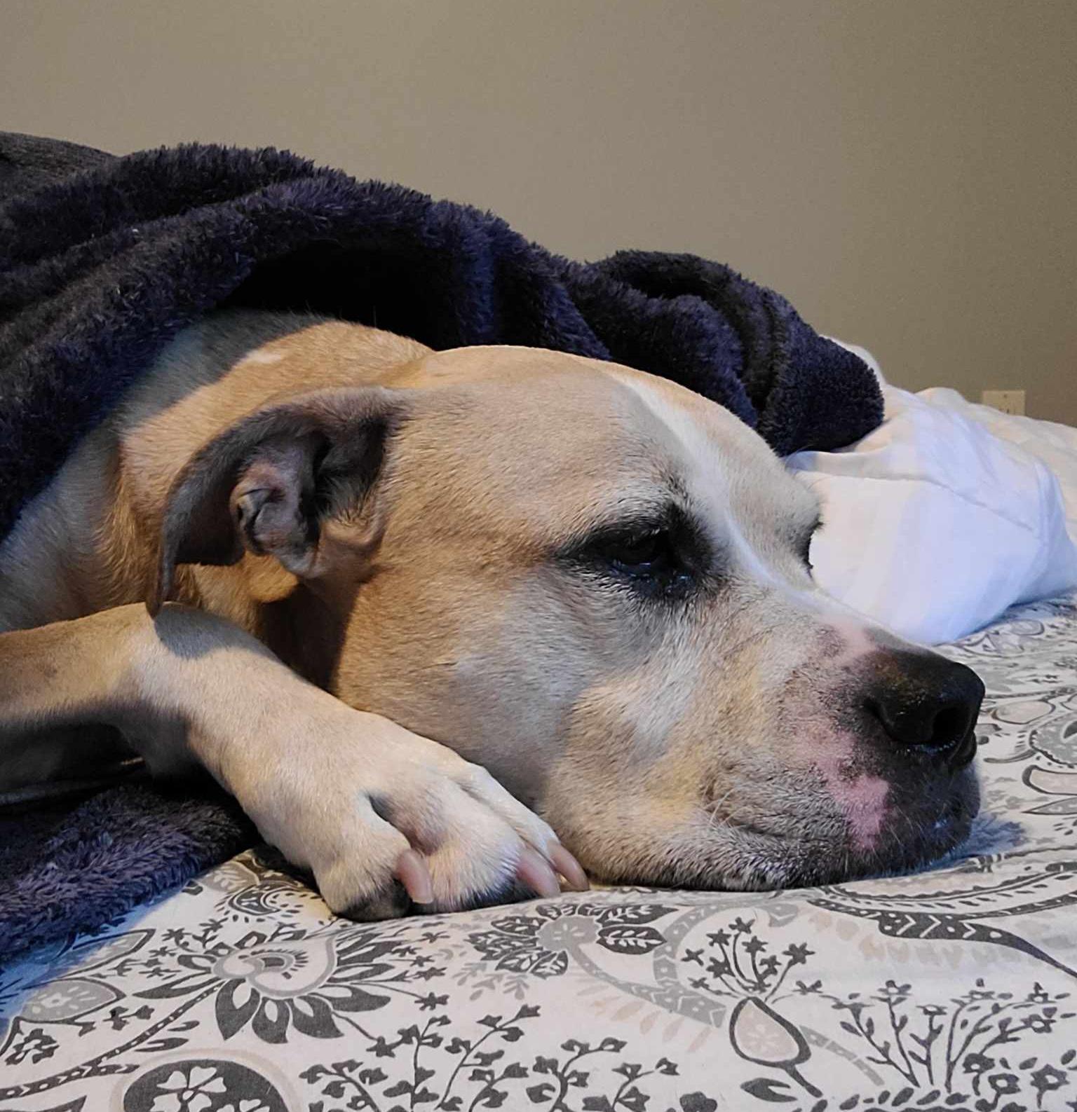 D'arce, Adopted, Senior Female Pit Bull Terrier.