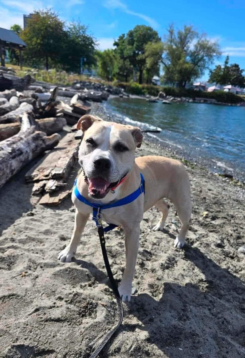 Enlarge D'arce, a Adopted mixed breed in Abbotsford, BC image 2/2