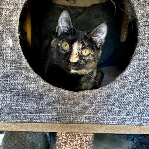 Binx photo 3