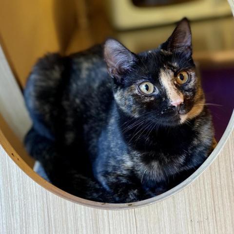 Binx