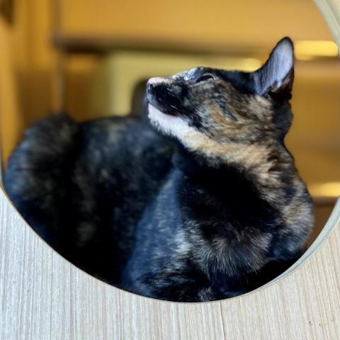 Binx photo 2