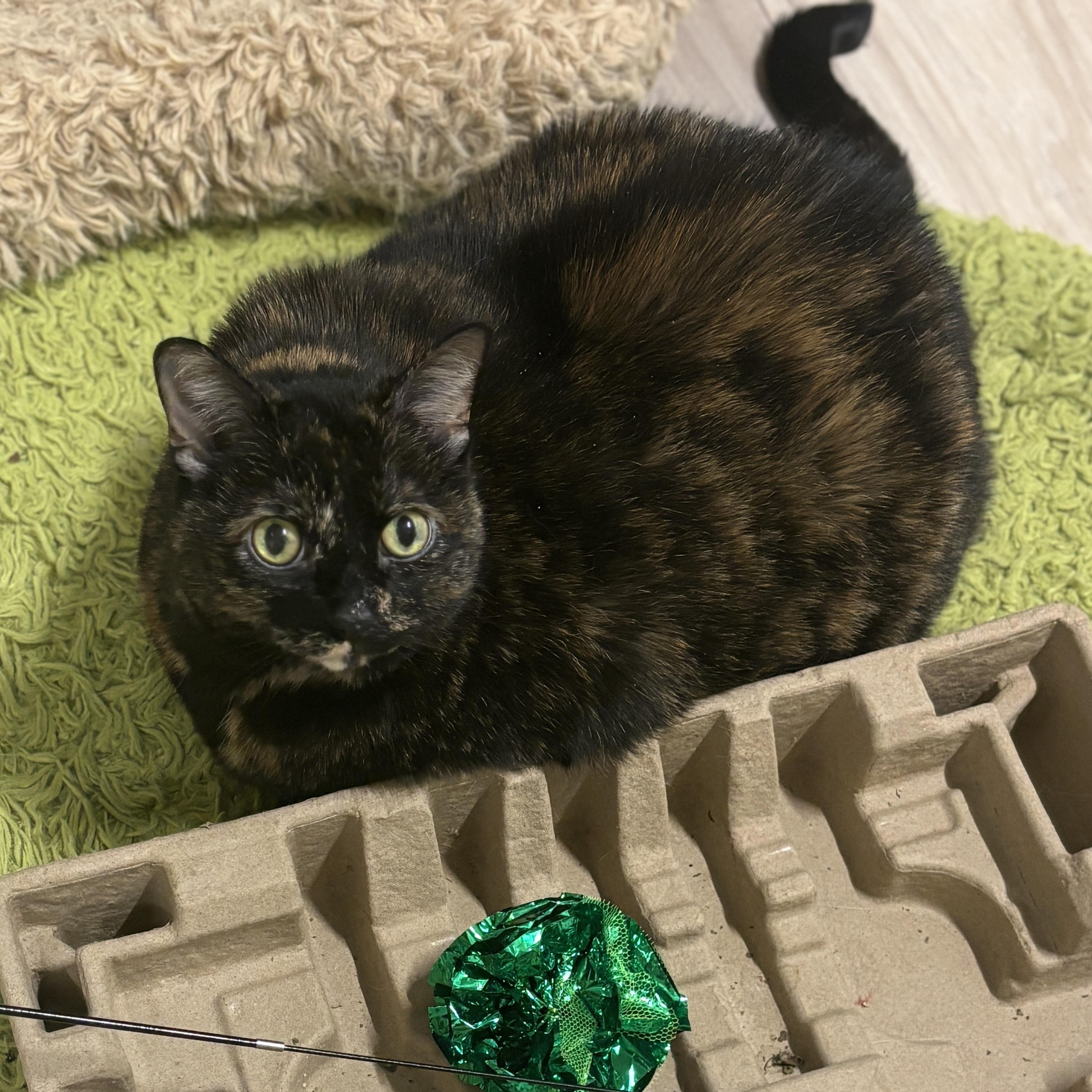 Ellie, a Adoptable Domestic Short Hair in Ottawa, ON image 3/4