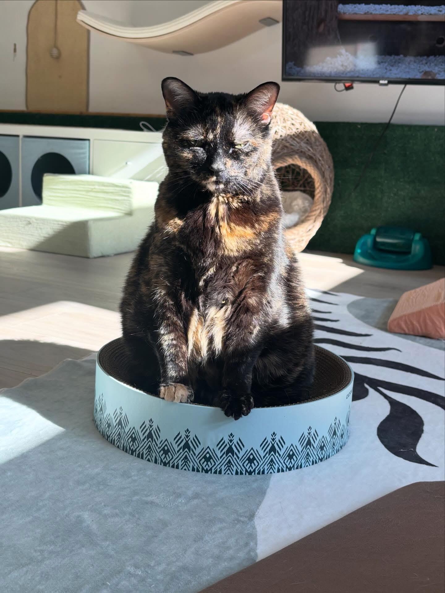 Ellie, a Adoptable Domestic Short Hair in Ottawa, ON image 2/4