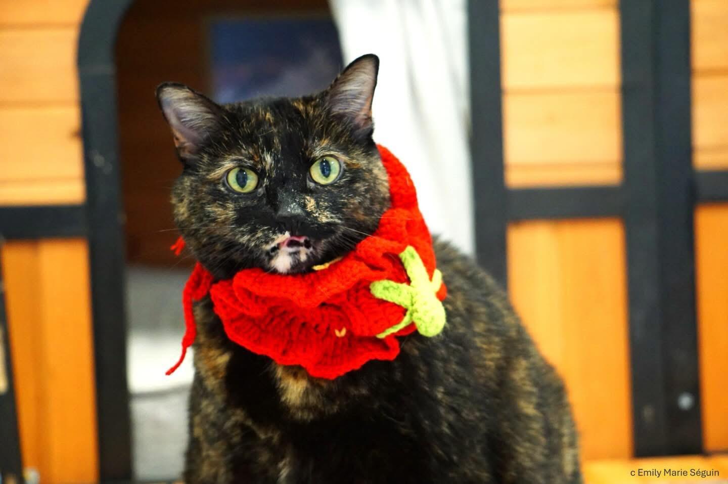 Ellie, Adoptable, Senior Female Domestic Short Hair.