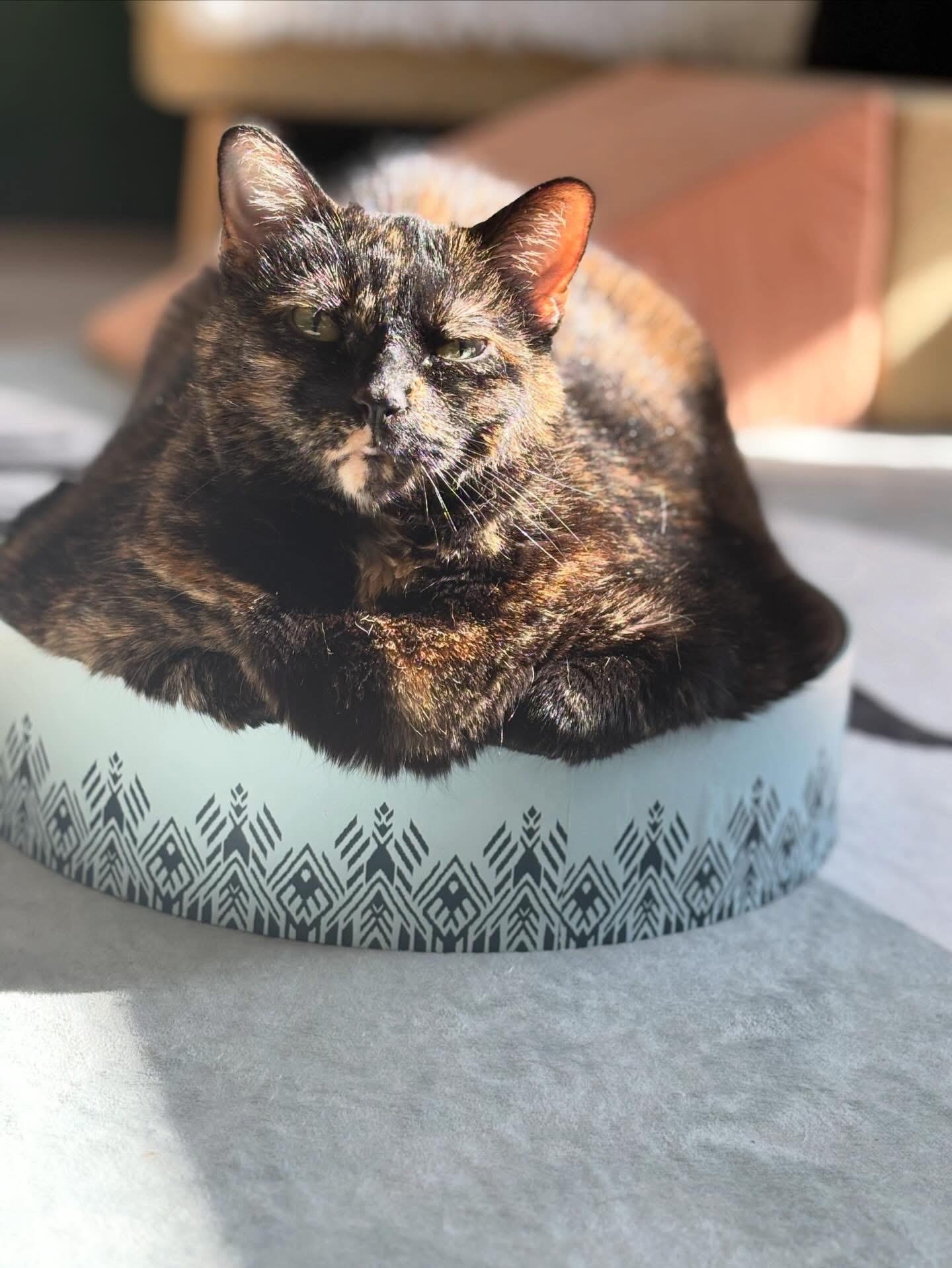 Ellie, a Adoptable Domestic Short Hair in Ottawa, ON image 4/4