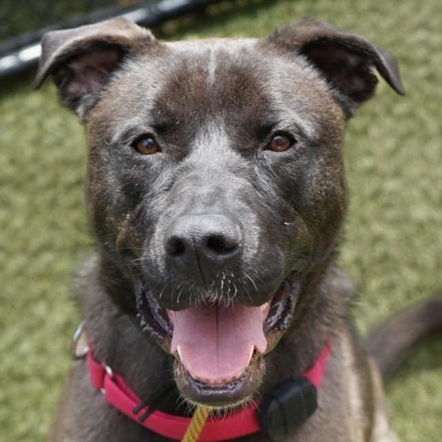 Enlarge Velveeta, a Adoptable Shepherd in Blaine, MN image 1/3