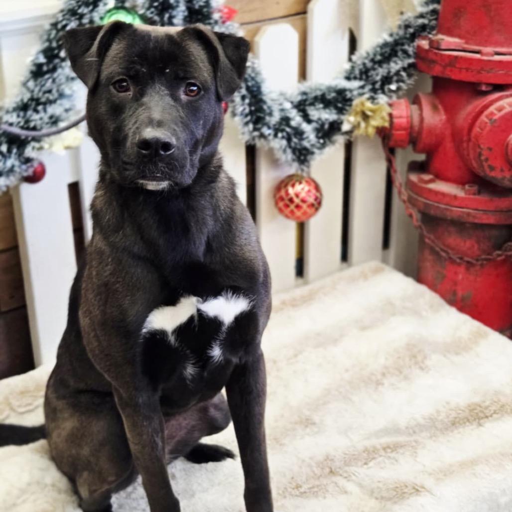 Velveeta, Adoptable, Young Female Shepherd.