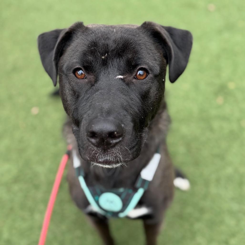 Enlarge Velveeta, a Adoptable Shepherd in Blaine, MN image 2/2