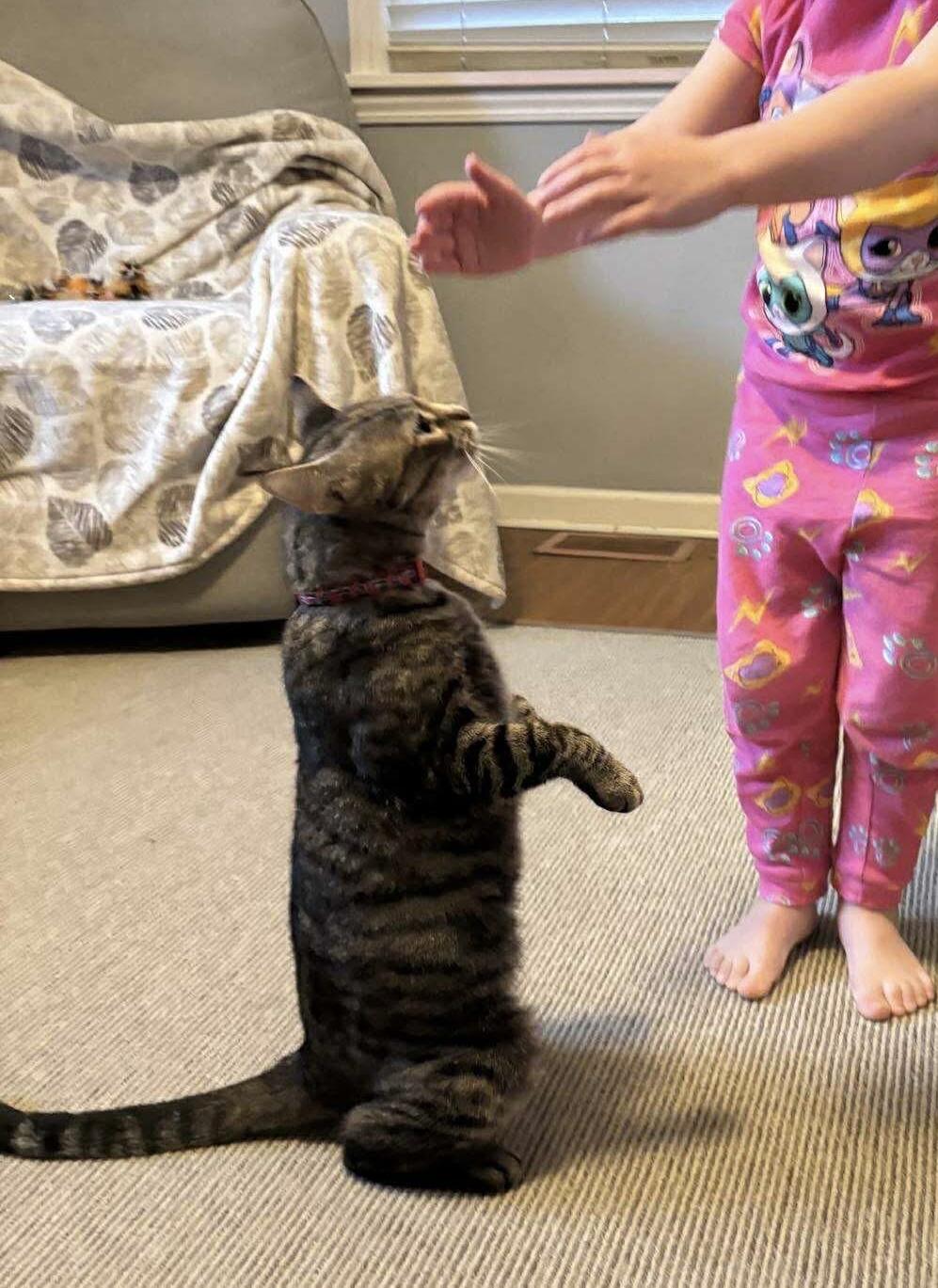 Misty, ADOPTABLE, Young Female Domestic Short Hair.