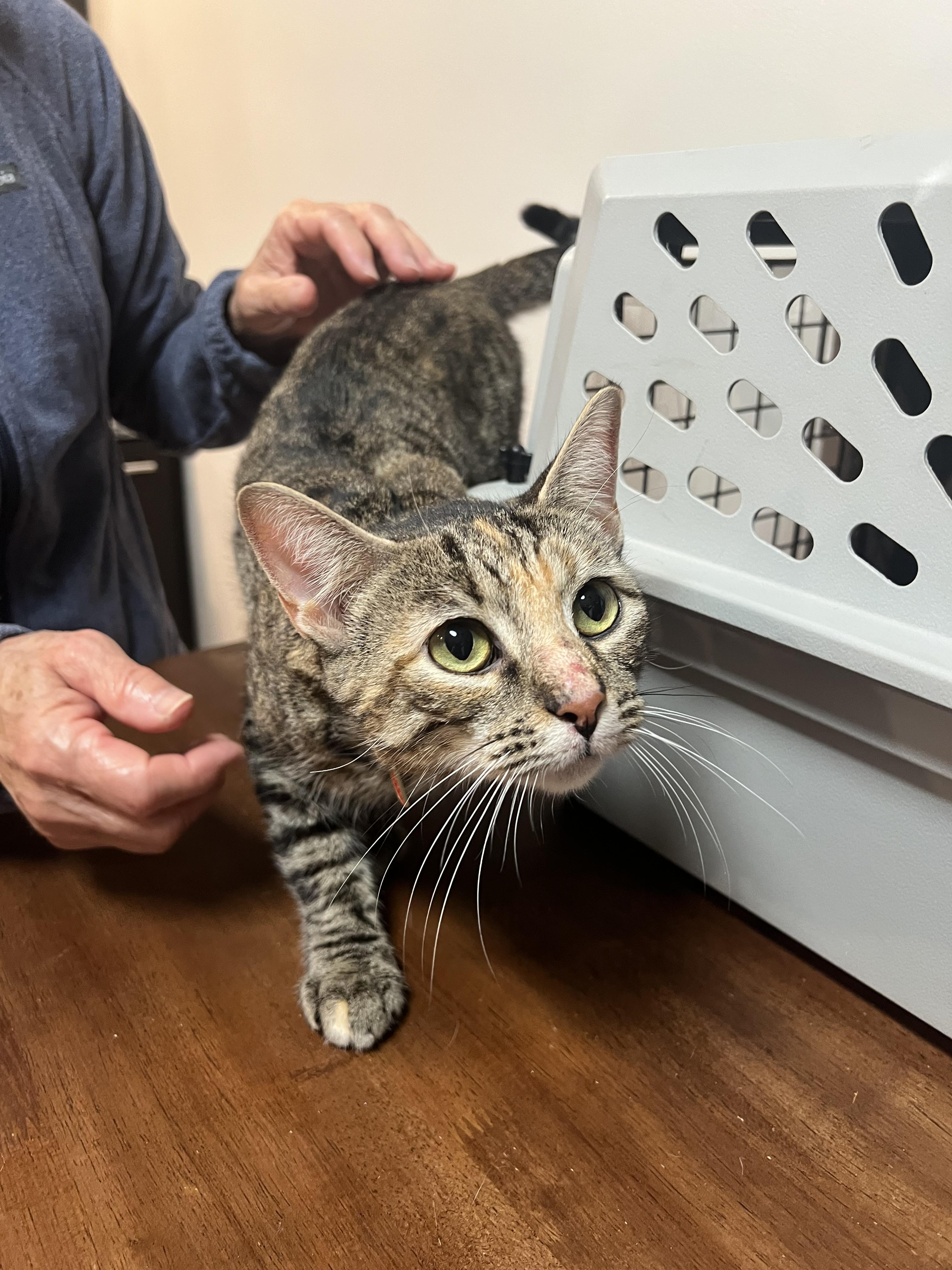 Misty, a ADOPTABLE Domestic Short Hair in Rochester , NY image 2/5