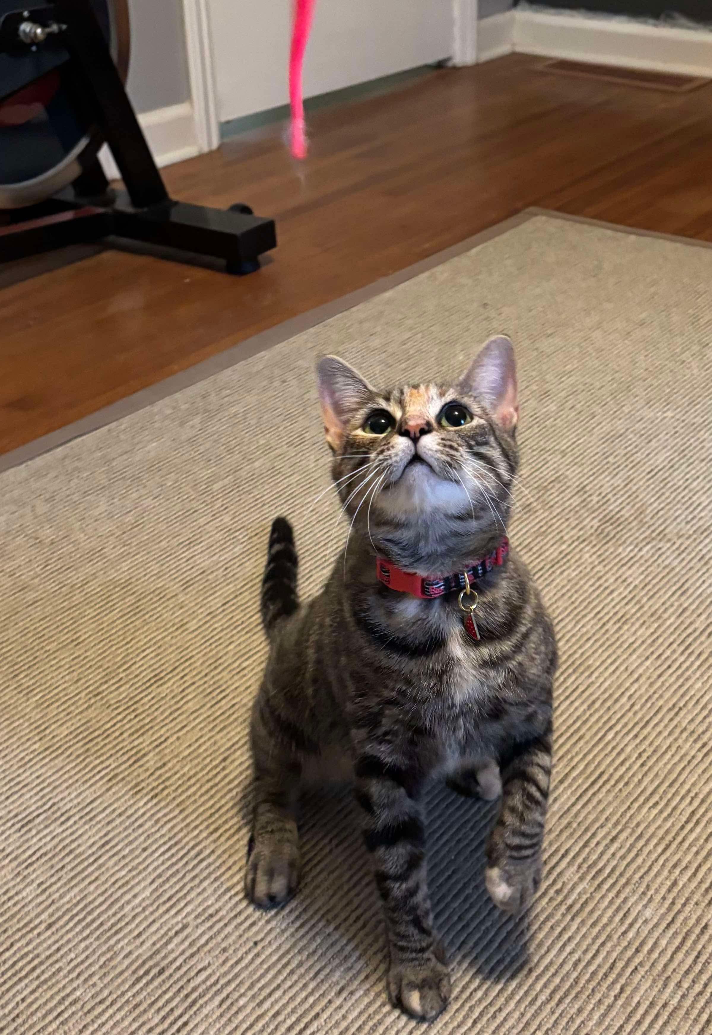 Misty, a ADOPTABLE Domestic Short Hair in Rochester , NY image 3/5