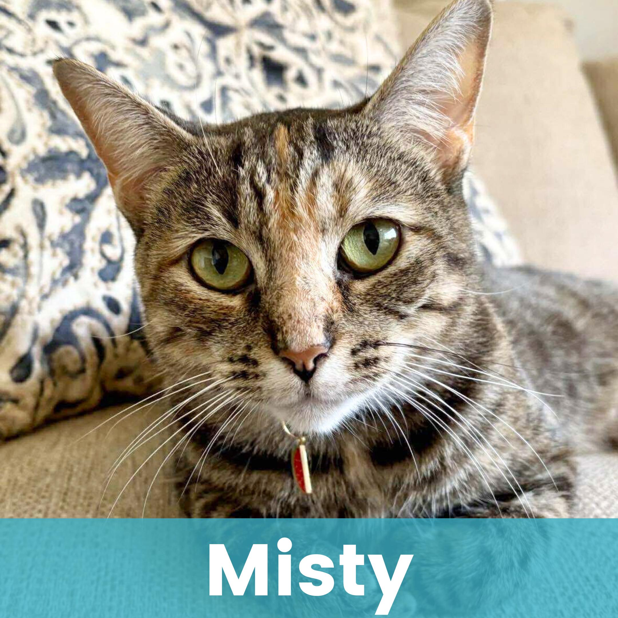 Misty, a ADOPTABLE Domestic Short Hair in Rochester , NY image 4/5