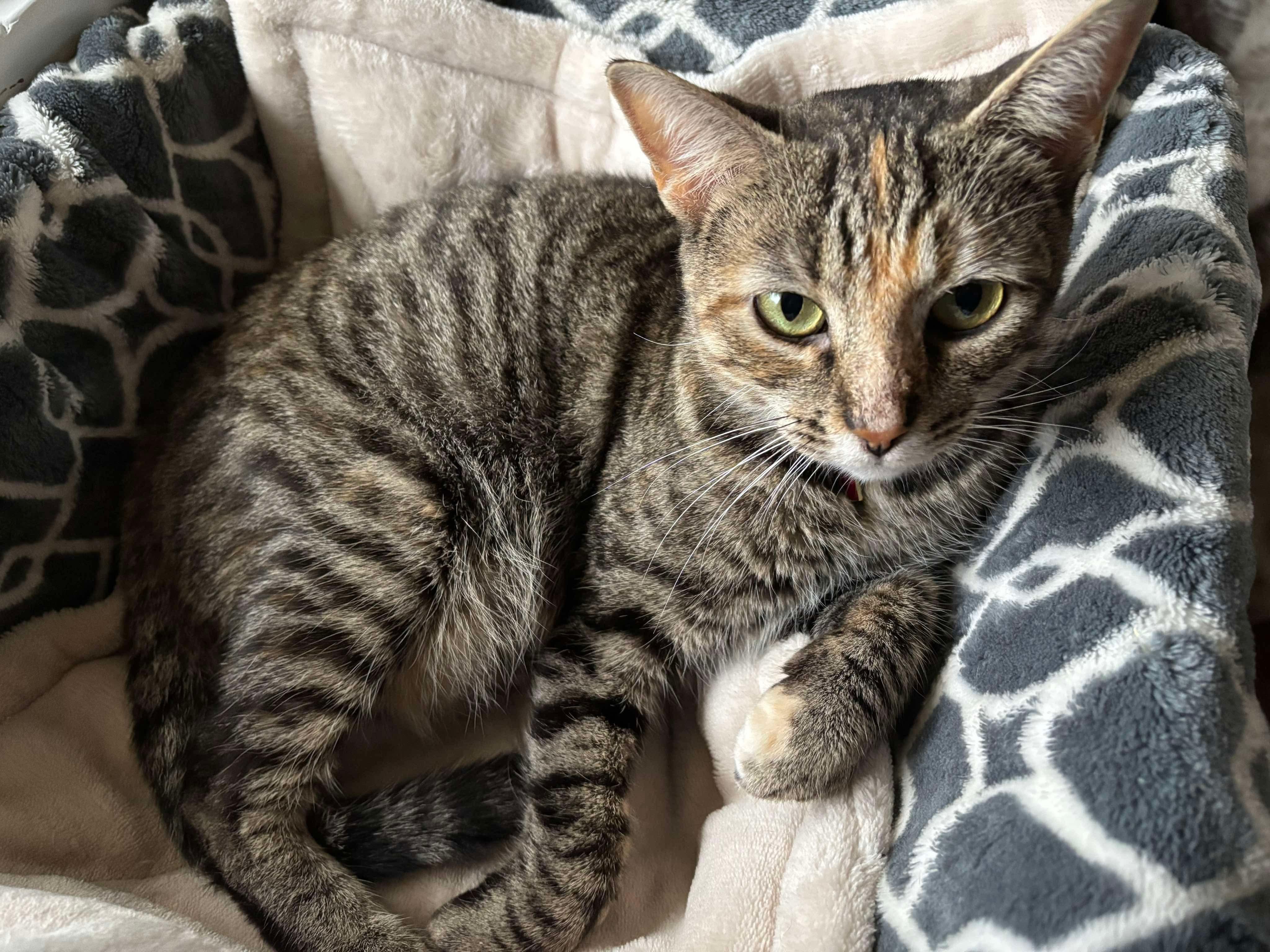 Misty, a ADOPTABLE Domestic Short Hair in Rochester , NY image 5/5