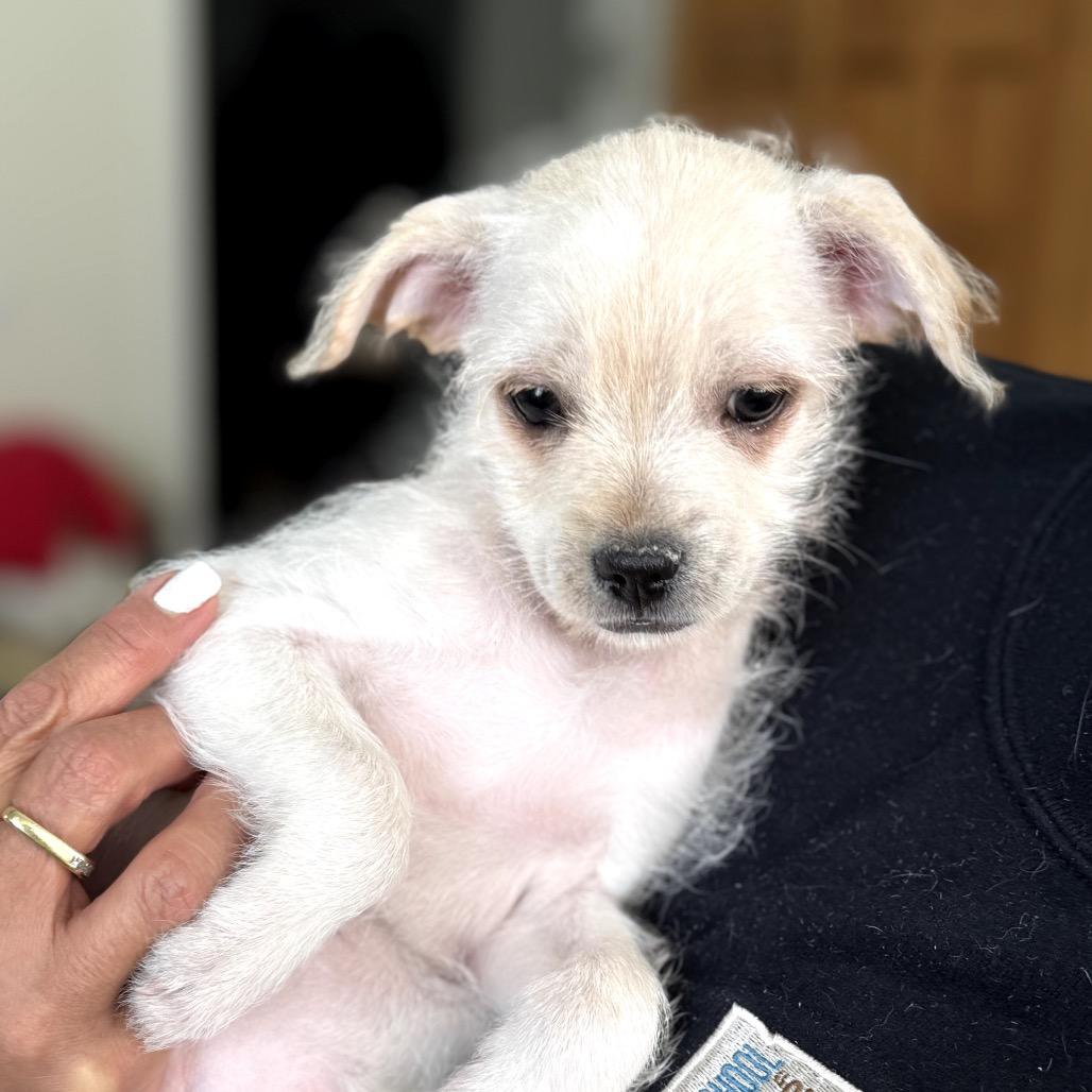 Sasha — thumbnail 2