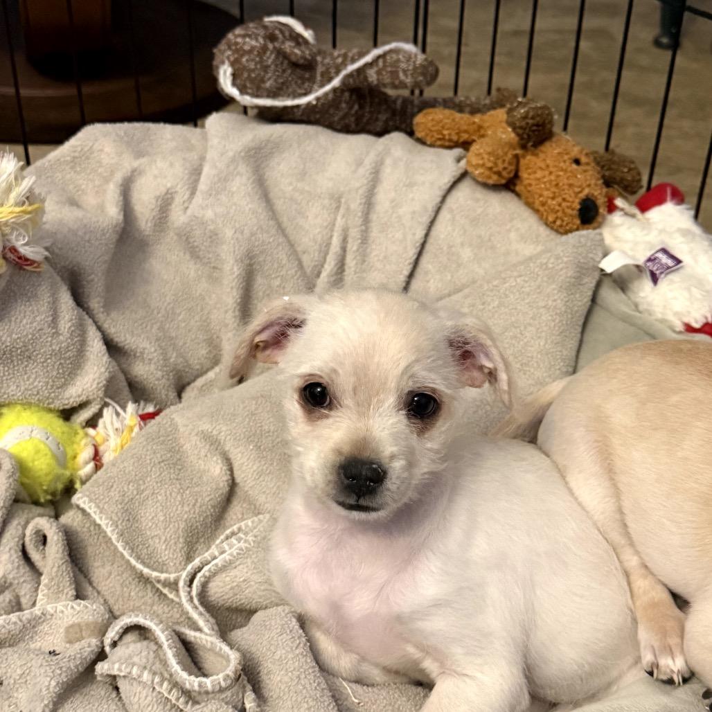 Sasha — thumbnail 4