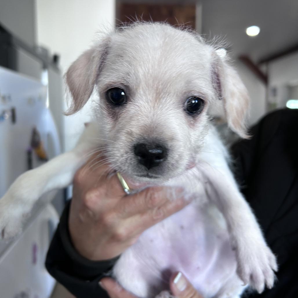 Sasha — thumbnail 6