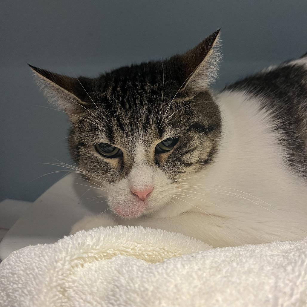 Carrosel, Adoptable, Adult Female Domestic Short Hair.