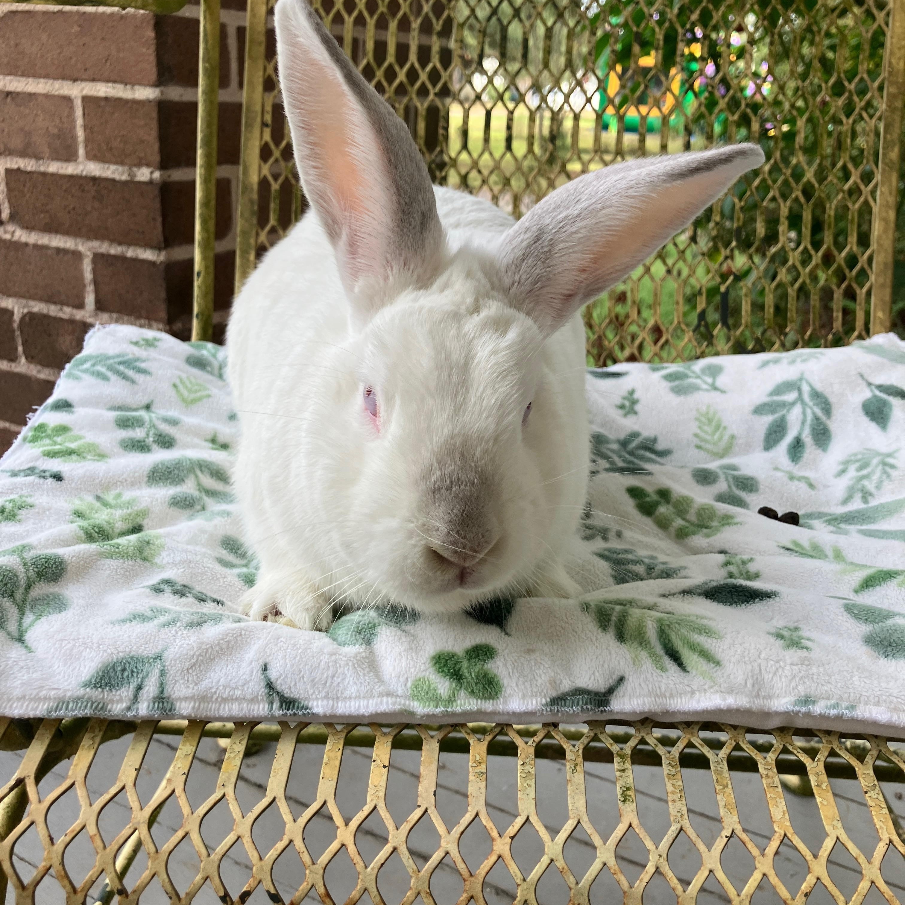 Enlarge Swab, a Adoptable mixed breed in Ponchatoula, LA image 2/5
