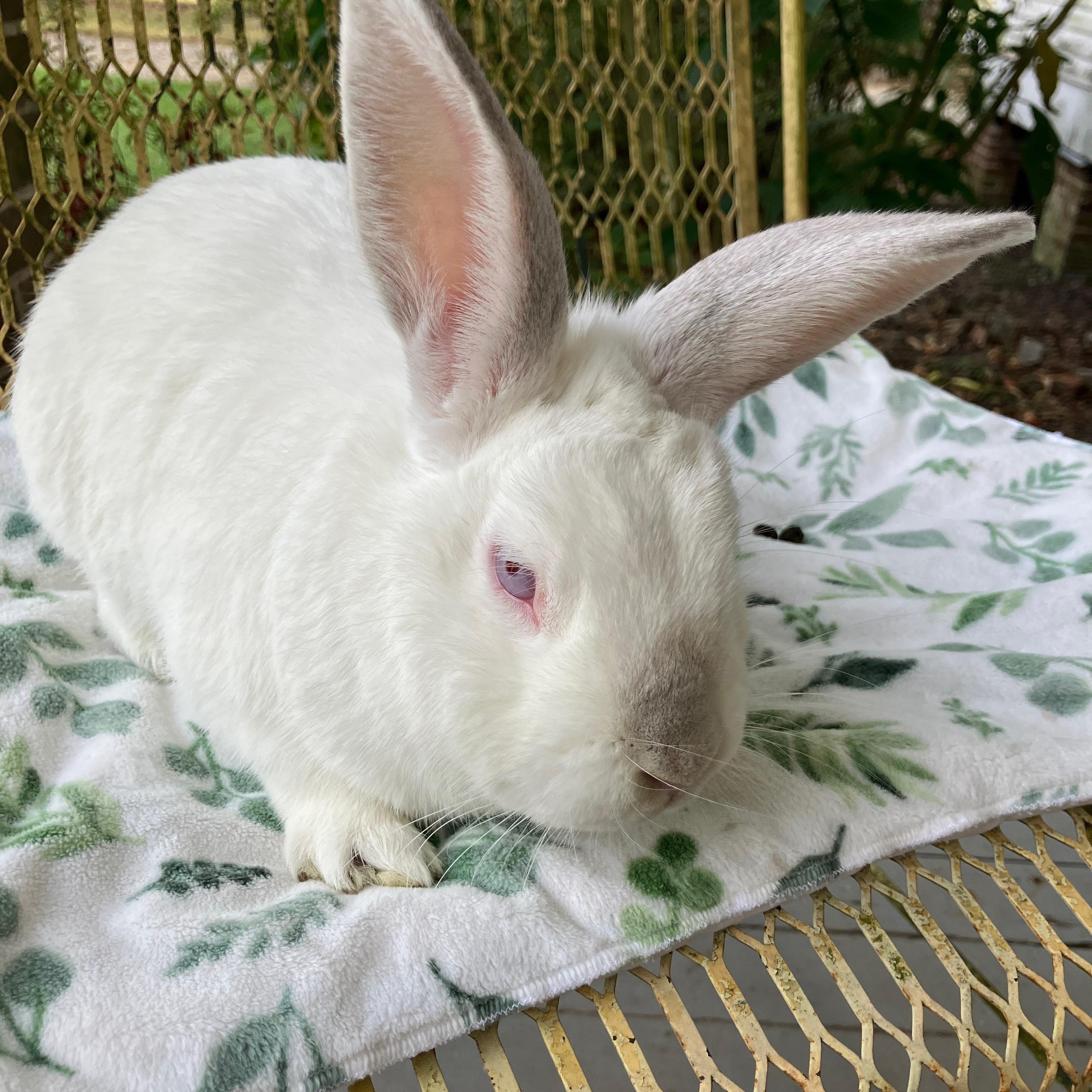 Enlarge Swab, a Adoptable mixed breed in Ponchatoula, LA image 3/5