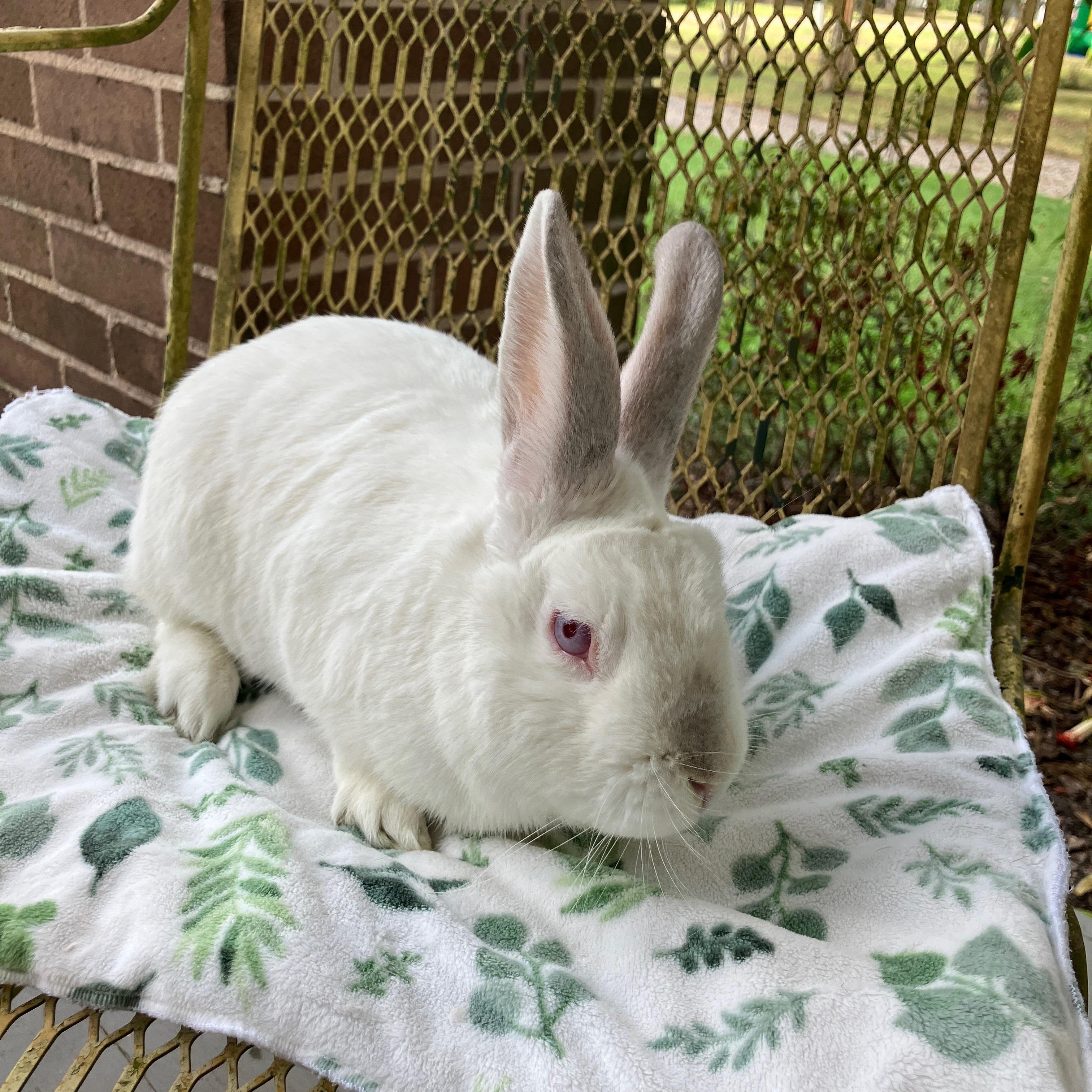 Swab, Adoptable, Adult Male American.