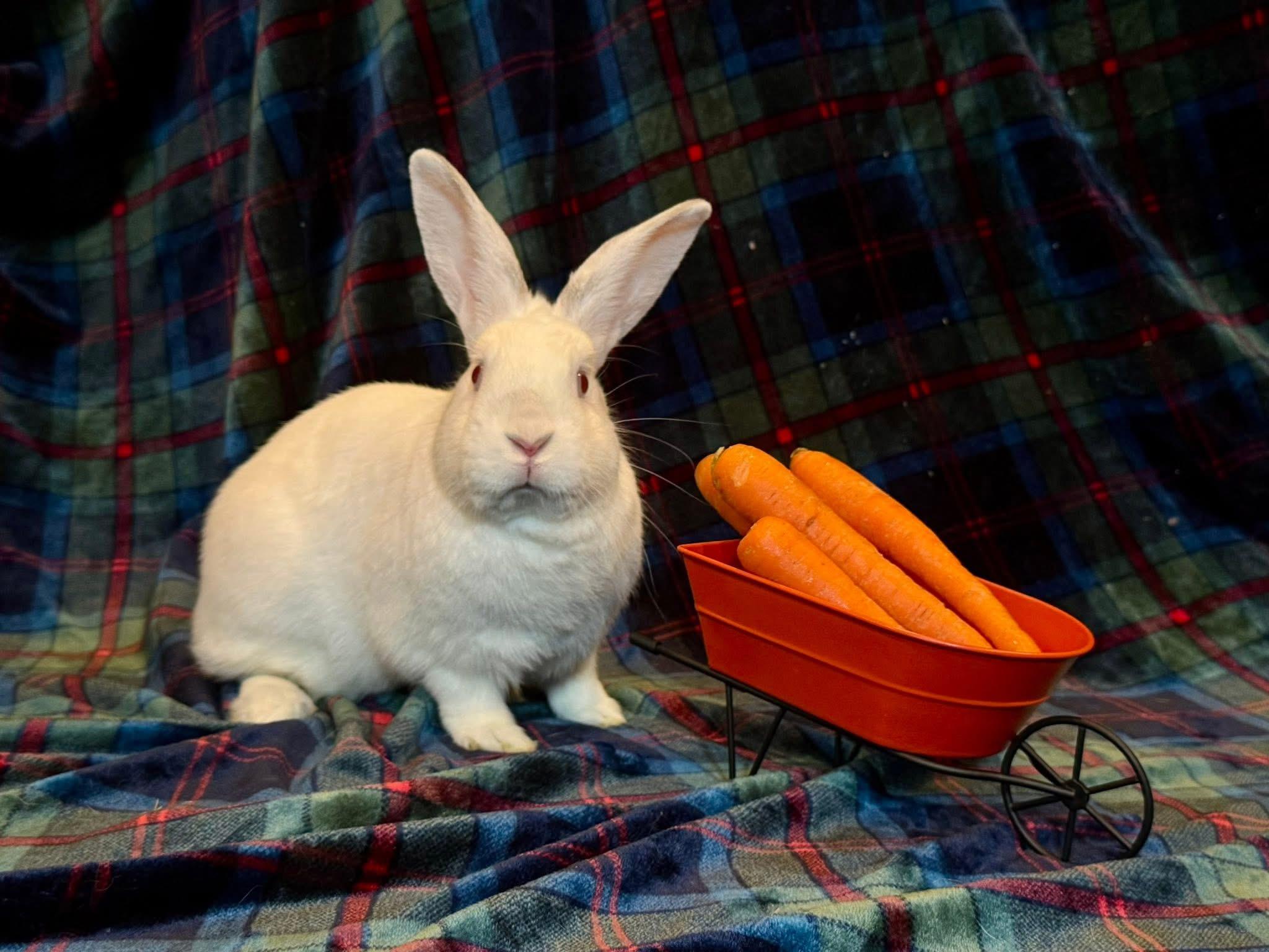 Enlarge Swab, a Adoptable mixed breed in Ponchatoula, LA image 2/5