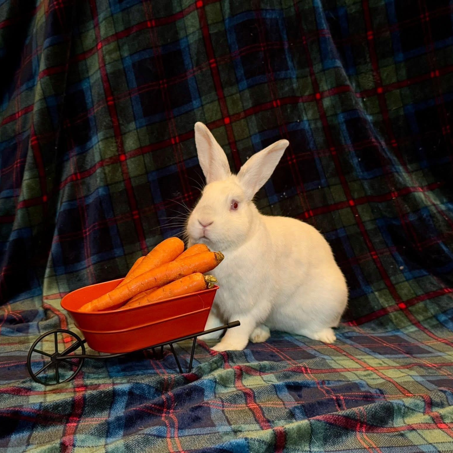 Swab, Adoptable, Adult Male American.