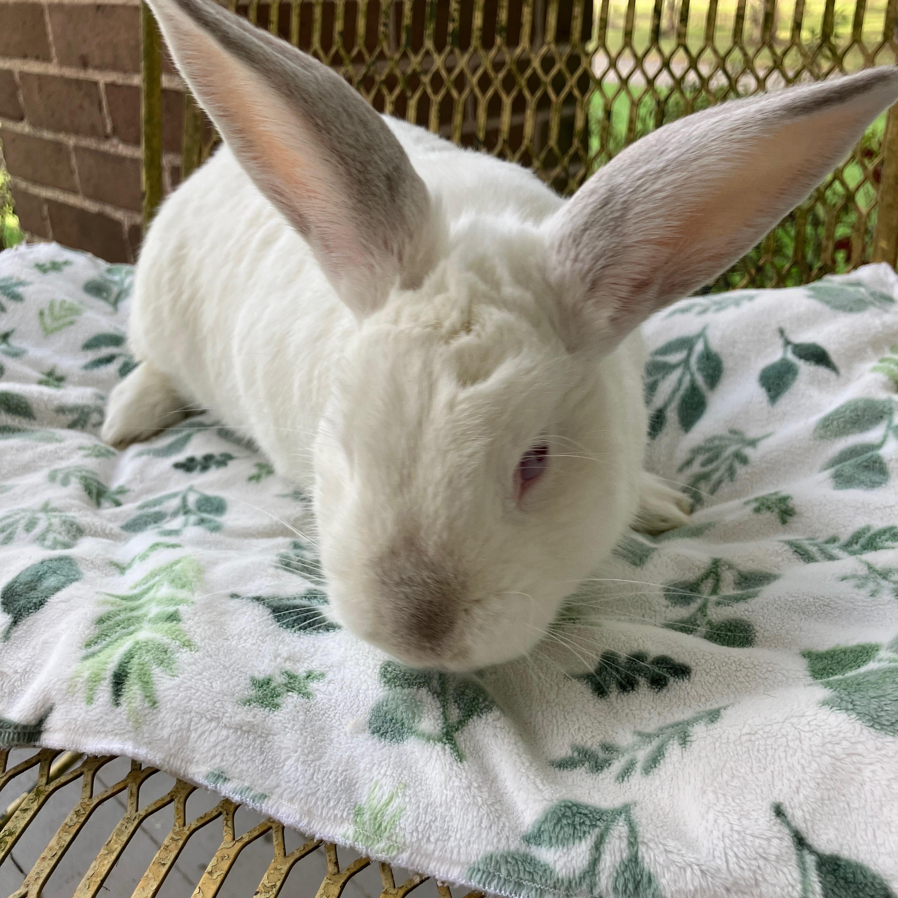 Enlarge Swab, a Adoptable mixed breed in Ponchatoula, LA image 4/5