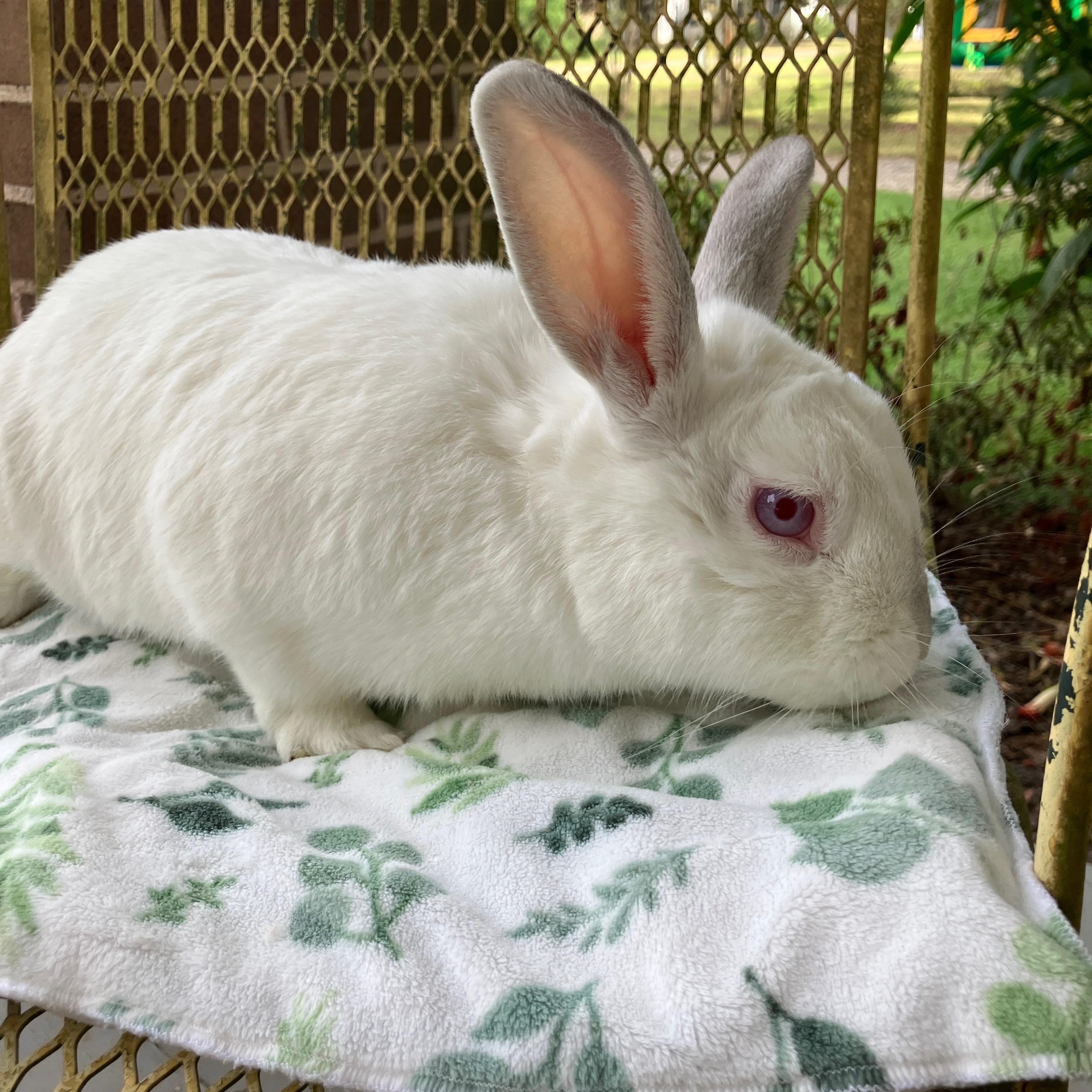 Enlarge Swab, a Adoptable mixed breed in Ponchatoula, LA image 5/5