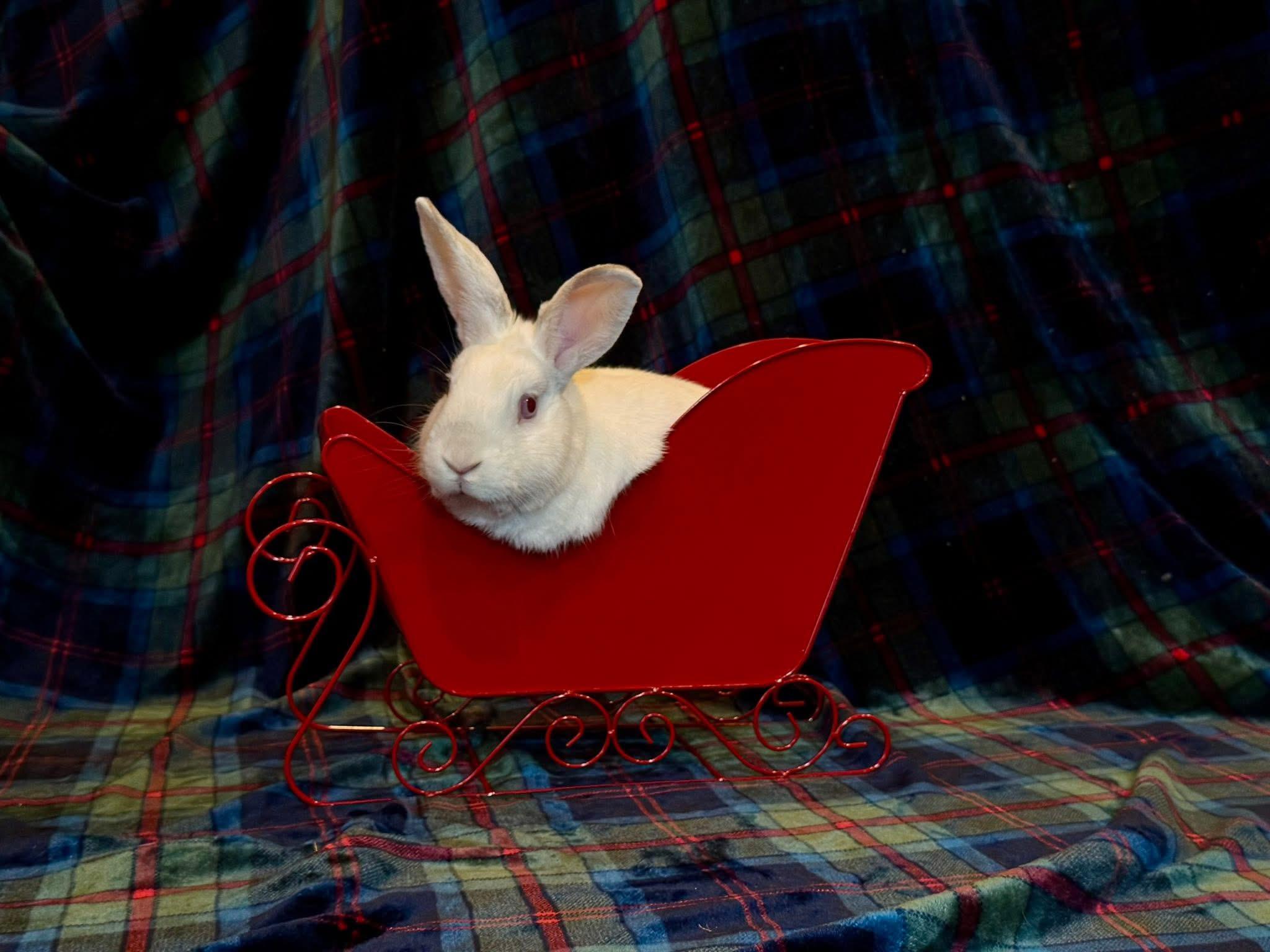 Enlarge Swab, a Adoptable mixed breed in Ponchatoula, LA image 5/5