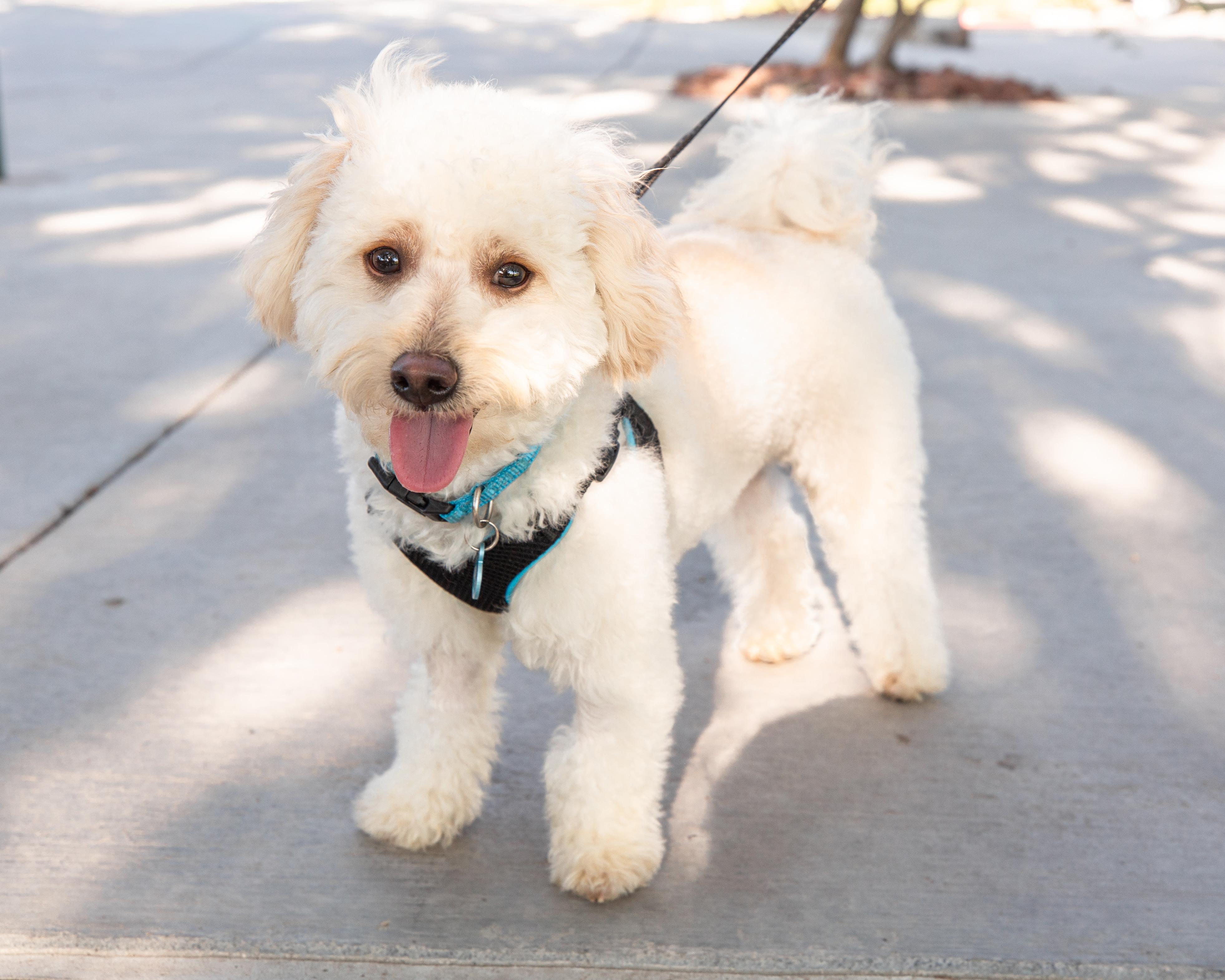 Doodle, an adopted mixed breed in Henderson, NV image 3/5