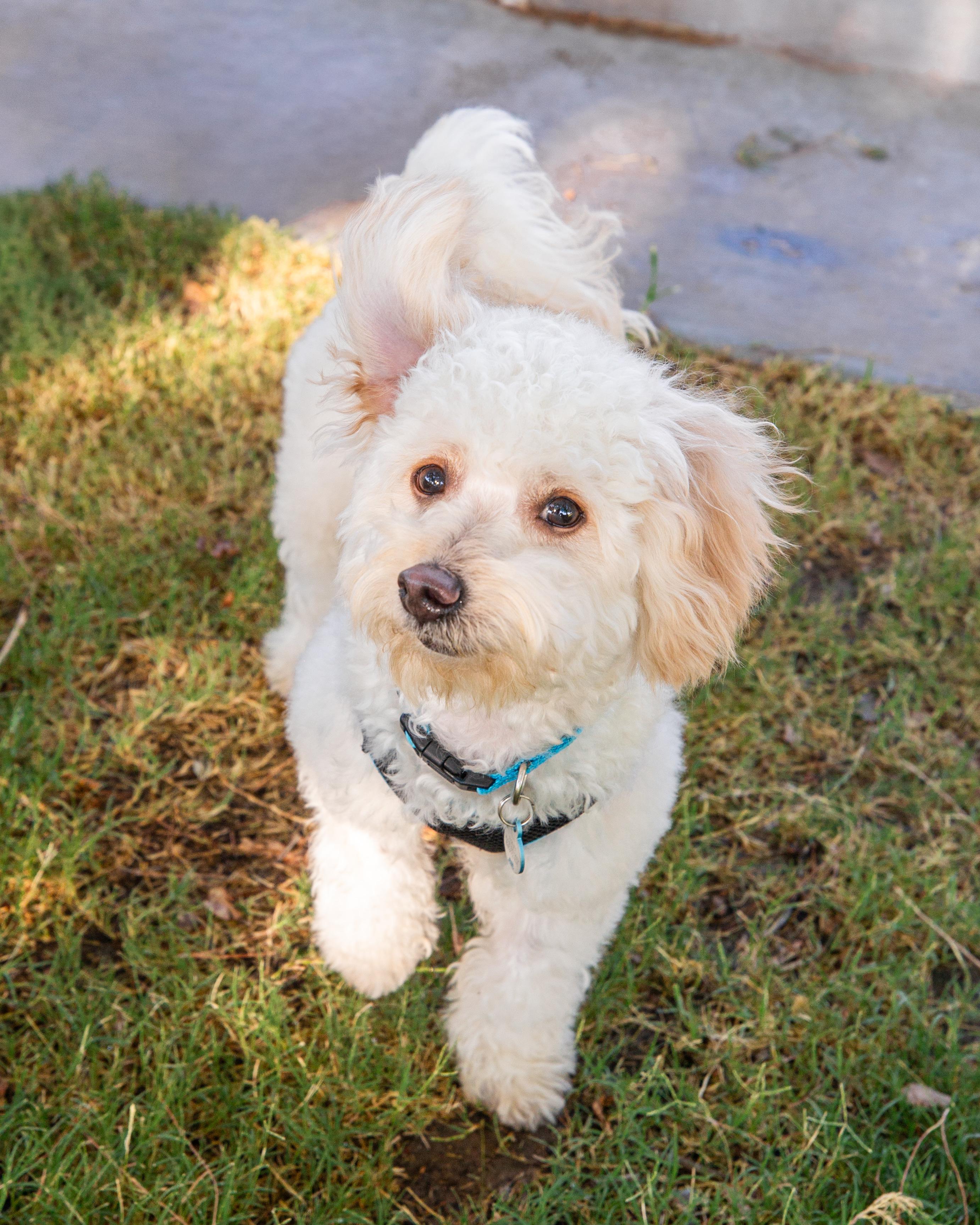 Doodle, an adopted mixed breed in Henderson, NV image 2/5